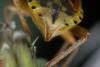 Stictopleurus abutilon
